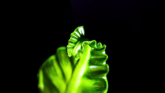 Asplenium nidus - Cobra birds nest Fern Fronds Are Unfurling Looks like snake
