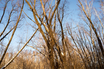 Winter forest against the blue sky. Trees without leaves. nature, vegetation.