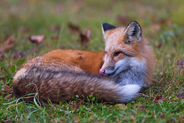 A lone red fox