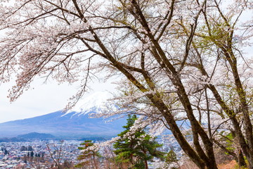 富士山と満開の桜、山梨県富士吉田市孝徳公園にて