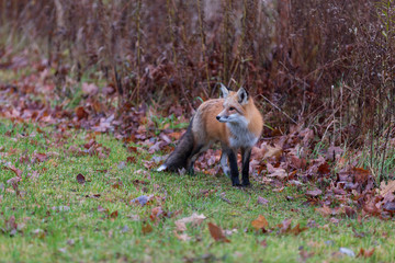 A lone red fox