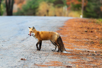 A lone red fox