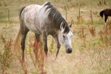 Apelschimmel Pferd auf der Koppel frei laufend