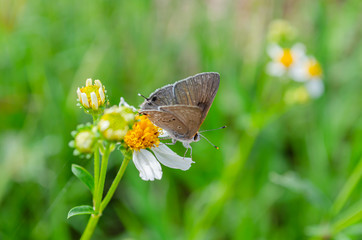An Arhopala Atrax Butterfly On A Spanish Needle