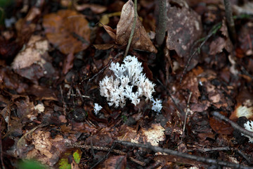 Bauchweh Koralle (Ramaria mairei) Pilz