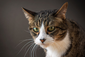 Multi colored cat with grey background