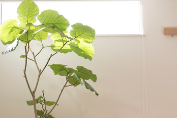 部屋に置かれた大きな観葉植物