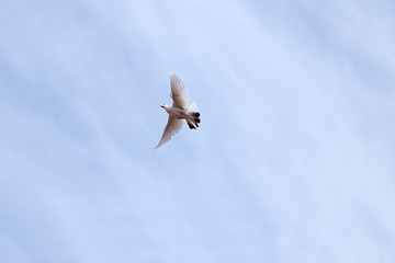 Weiße Taube fliegt an blauem Himmel