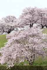 Fototapeta premium さきたま古墳の桜