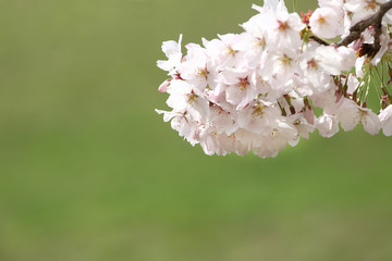 桜の花