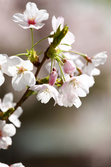 Obraz premium 桜の花