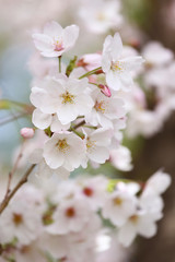 桜の花