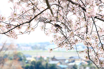 Obraz premium ソメイヨシノとヒヨドリ