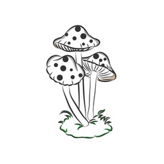 Illustration of some fly mushrooms in front of white background, panoama