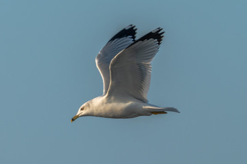 seagull in flight