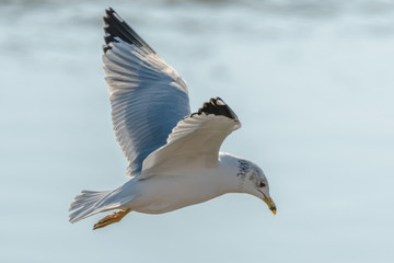 seagull in flight