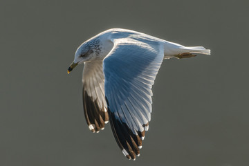 great blue heron in flight