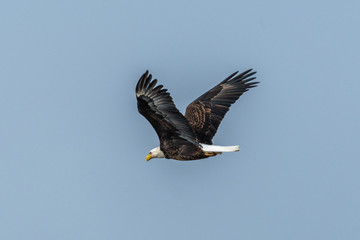 bald eagle in flight