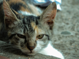 Gata
