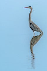 great blue heron in water