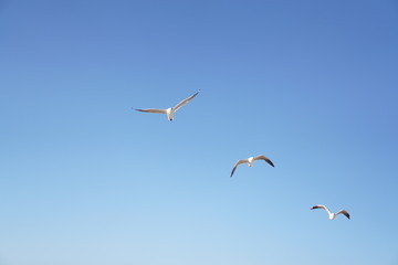 Seagulls flying with blue sky in background