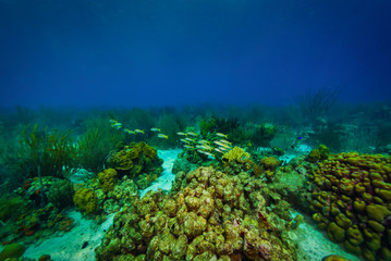 School of goatfish swimming together through a seascape