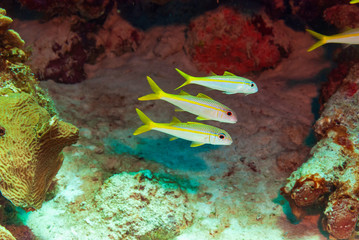 Fototapeta na wymiar Three goatfish swimming together
