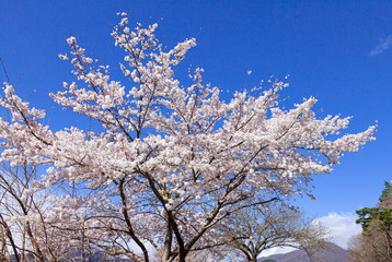 満開の桜