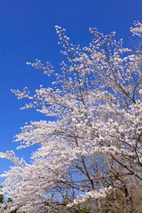 満開の桜