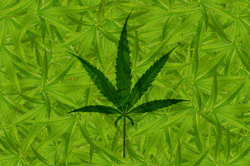 Cannabis leaf, marijuana over leaves background