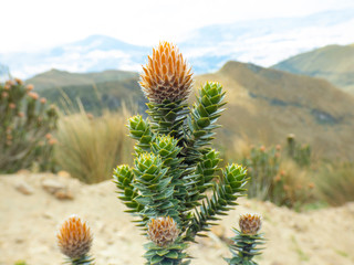 Chuquiragua andean plant outdoor closeup