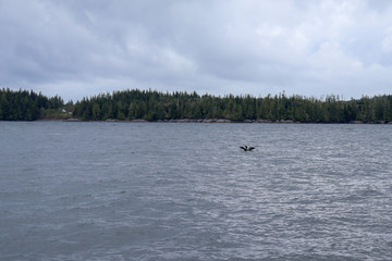 Obraz premium Loon on the Water