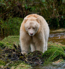 Spirit Bear Stare - A Spirit Bear is focused on the spawning salmon  in a creek as its next meal....