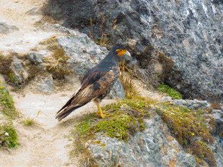 Curiquingue andean bird mountain landscape 1