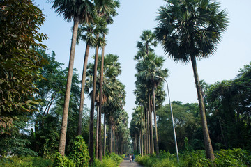 A collection of date and palm trees in a forest. Natural background and landscape.