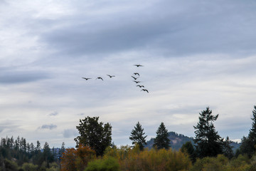 Geese Over Sooke River