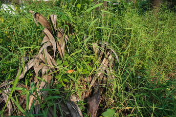 Green Indian natural landscape and forests. Indian landscape