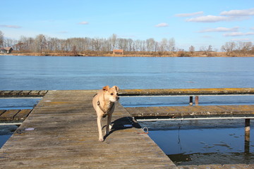 Hund am Steg in Niederösterreich