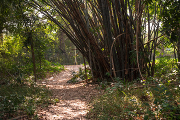 Obraz premium Green Indian natural landscape and forests. Indian landscape