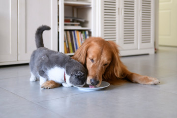 British shorthair and golden retriever