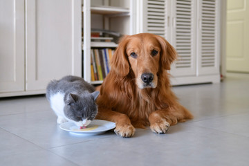 British shorthair and golden retriever