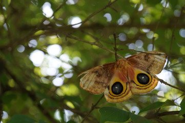 moth in a tree