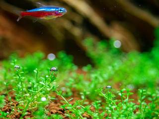 The bubbles generated by the water plants in the fish tank are exposed to enough light and carbon to cause photosynthesis, resulting in oxygen.