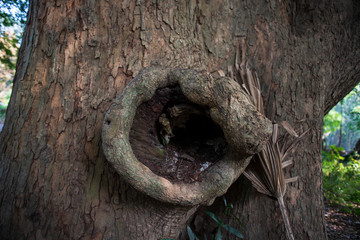 A hole in a large wooden tree trunk.