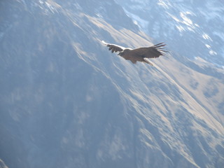 Vulture
