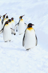 Fototapeta premium キングペンギンの散歩