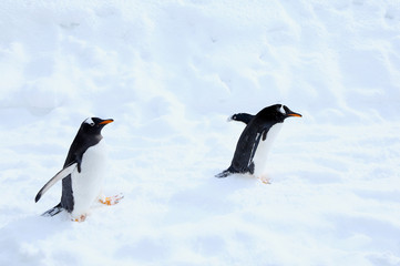 ジェンツーペンギン