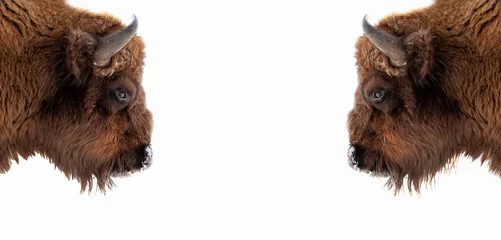 Abwaschbare Fototapete Bison Zwei braune Stier- oder Bisonköpfe mit braunen Hörnern vor einem Kampf an der New Yorker Wall Street Stock Exchange auf einem weißen Banner. Wyoming-Staatssymbol.