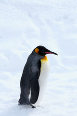 キングペンギン