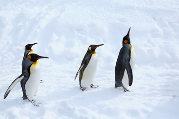 キングペンギンの散歩
